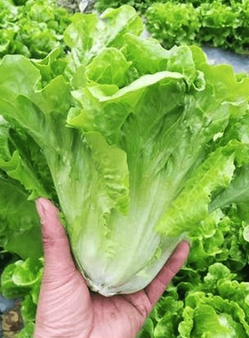 甜脆生菜种子苗秧大速生菜种籽青菜籽春秋四季阳台盆栽蔬菜种孑籽