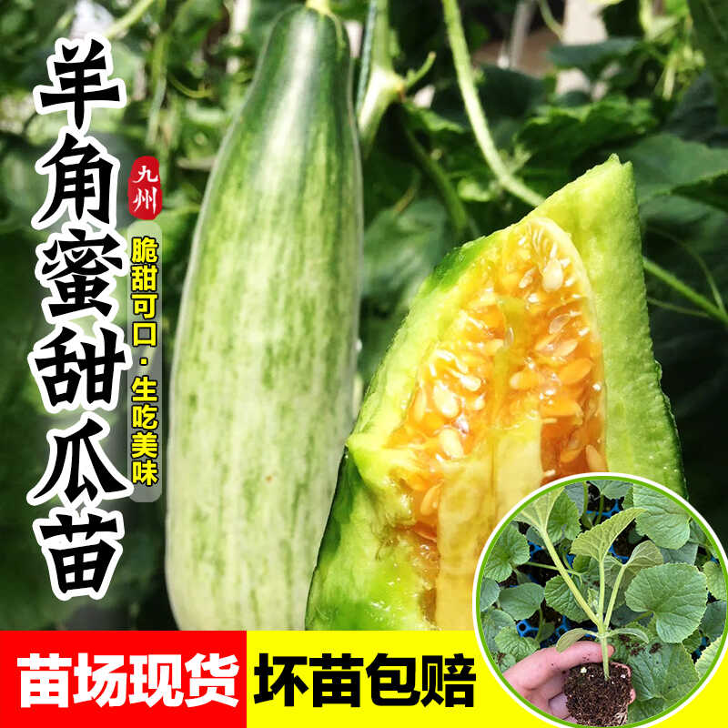羊角蜜甜瓜苗山东脆甜香瓜苗秧苗