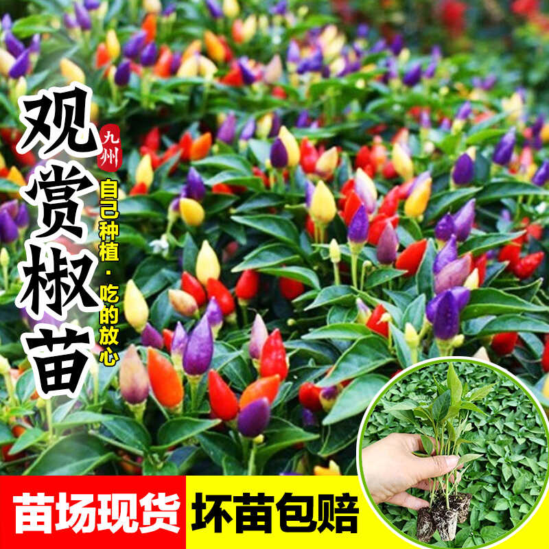 七彩观赏辣椒苗多彩盆栽四季阳台