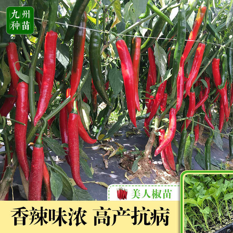香辣美人椒苗湖南超辣红辣椒苗秧苗干鲜两用春秋季阳台盆栽蔬菜苗,鲜花速递/花卉仿真/绿植园艺,种苗/半成品盆栽,淘宝优惠券,粉丝福利购,淘宝优惠卷