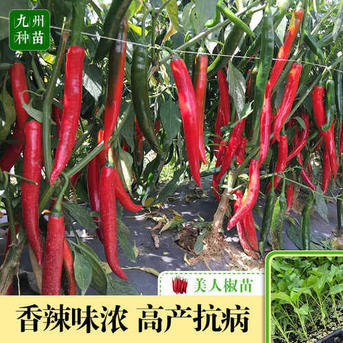香辣美人椒苗超辣红辣椒苗盆栽苗