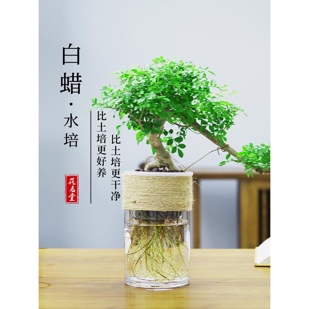 水培对节白蜡盆景铁树老桩悬崖造型桌面绿植室内书房常青植物耐寒