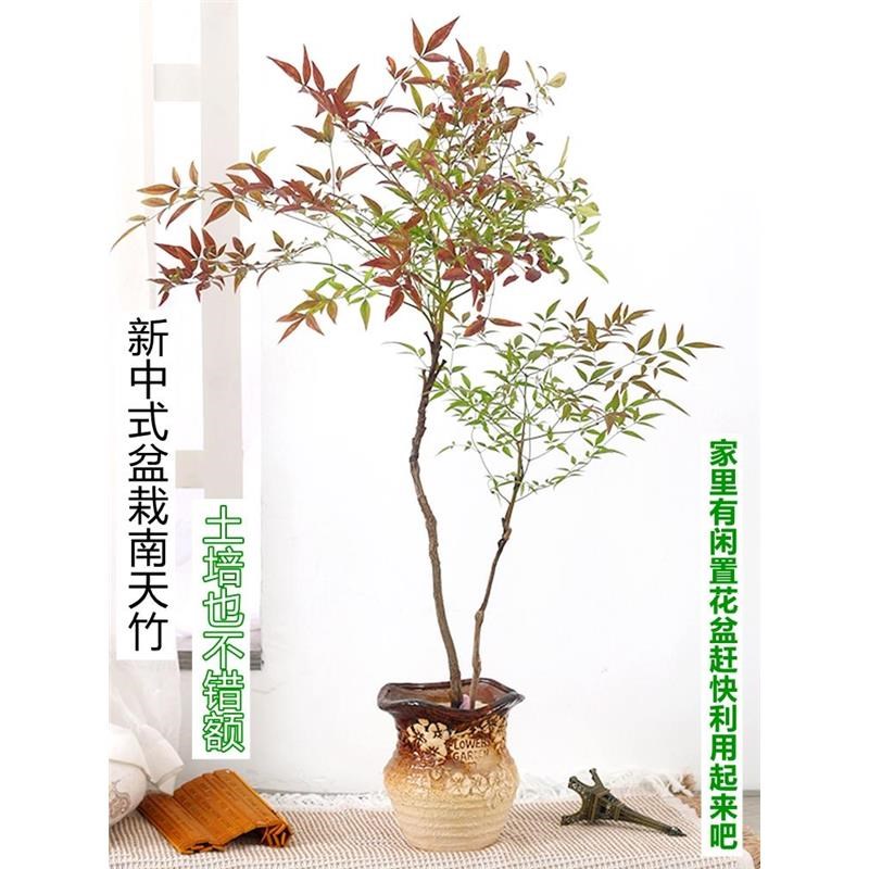水培植物南天竹盆栽水r养室内富贵竹绿植吊钟马醉木好养花卉盆景
