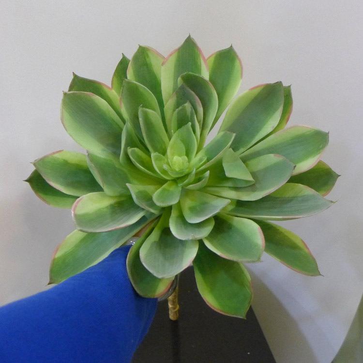 仿真超大绿植特大加长杆龙舌兰塑料花植物大盆景落地客厅装饰