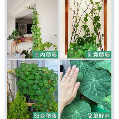 红藤山乌龟盆栽水培多肉圆叶血藤铜钱叶桌面盆景庭院外爬藤绿植物