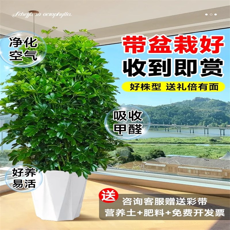 鸭脚木客厅大盆栽八方来财鸭掌木花卉办公室内大型七叶莲发财树