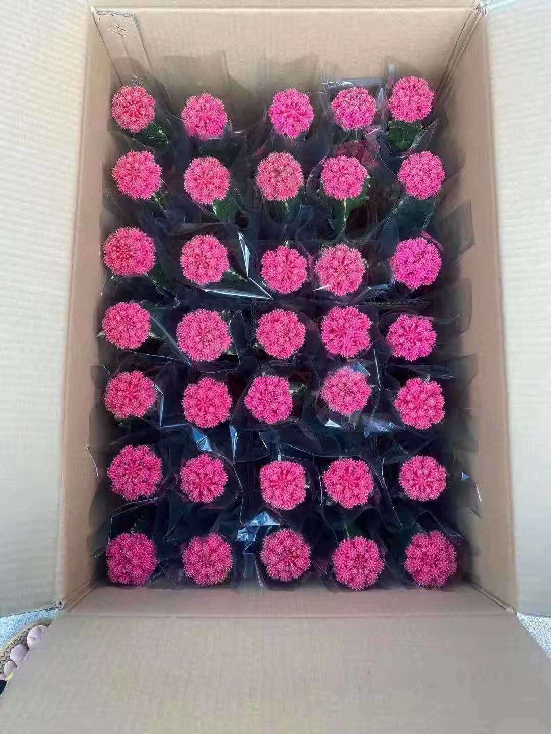 【基地直供】室内小盆栽花卉多肉植物 仙人球盆栽 胭脂牡丹