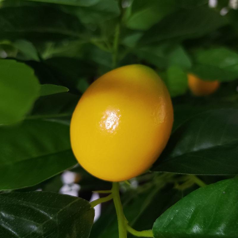 仿真盆绿檬植柠檬树家居室内装饰新栽GTE景观落地植物摆件清柠树