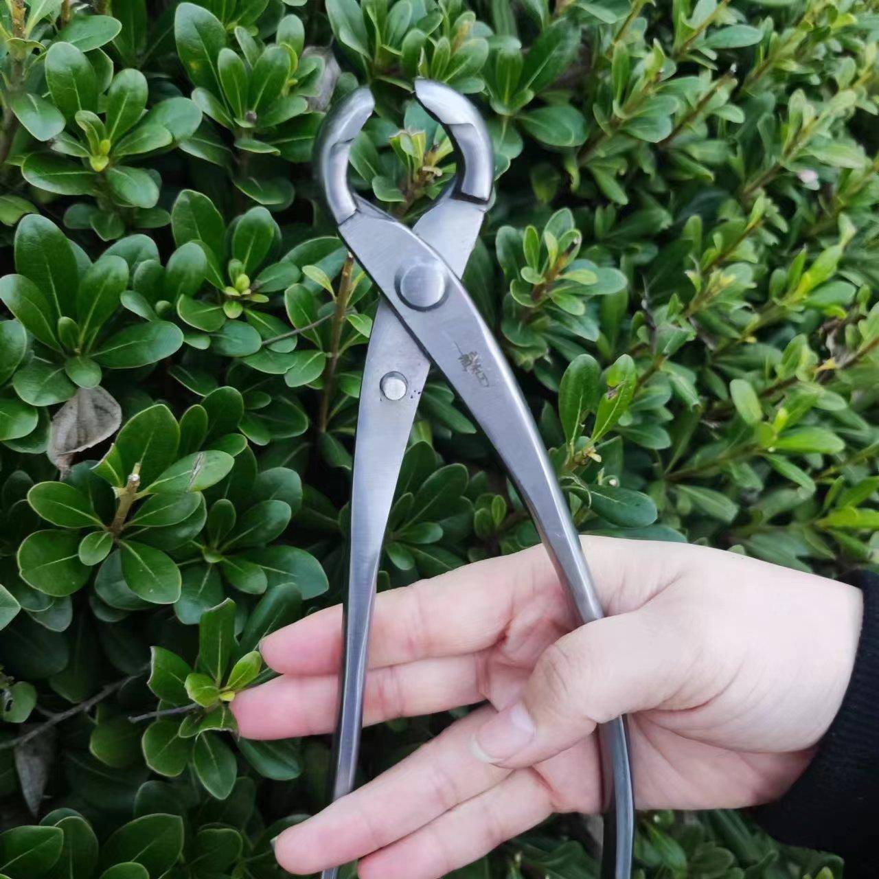 不锈钢球节盆剪大号290剪瘤专树节修剪果树剪KLO景造型树用枝条树