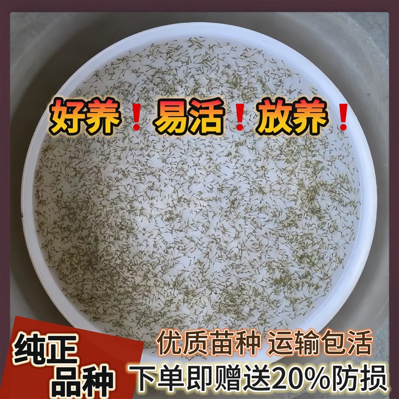 黄鳝水花苗 长鱼苗 鳝鱼鱼苗 小黄鳝苗 鳝苗 快大 易活 耐寒