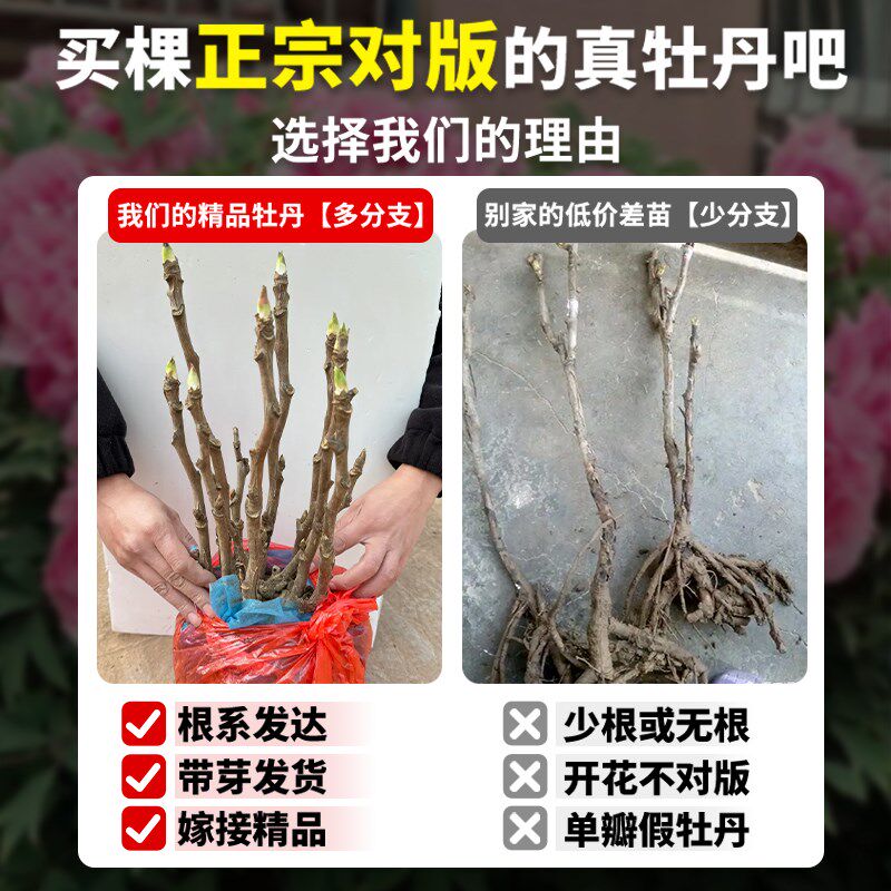 牡丹花树苗盆栽带花苞洛阳菏泽重瓣正宗牡丹花苗缠枝庭院植物花卉