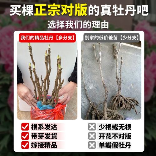 牡丹花树苗盆栽带花苞洛阳菏泽重瓣正宗牡丹花苗缠枝庭院植物花卉
