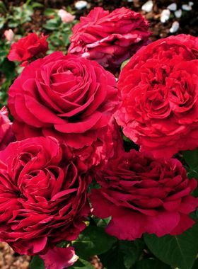 惠惠的花园灌木月季风中玫瑰分枝性好花瓣绒质质感阳台庭院花卉苗