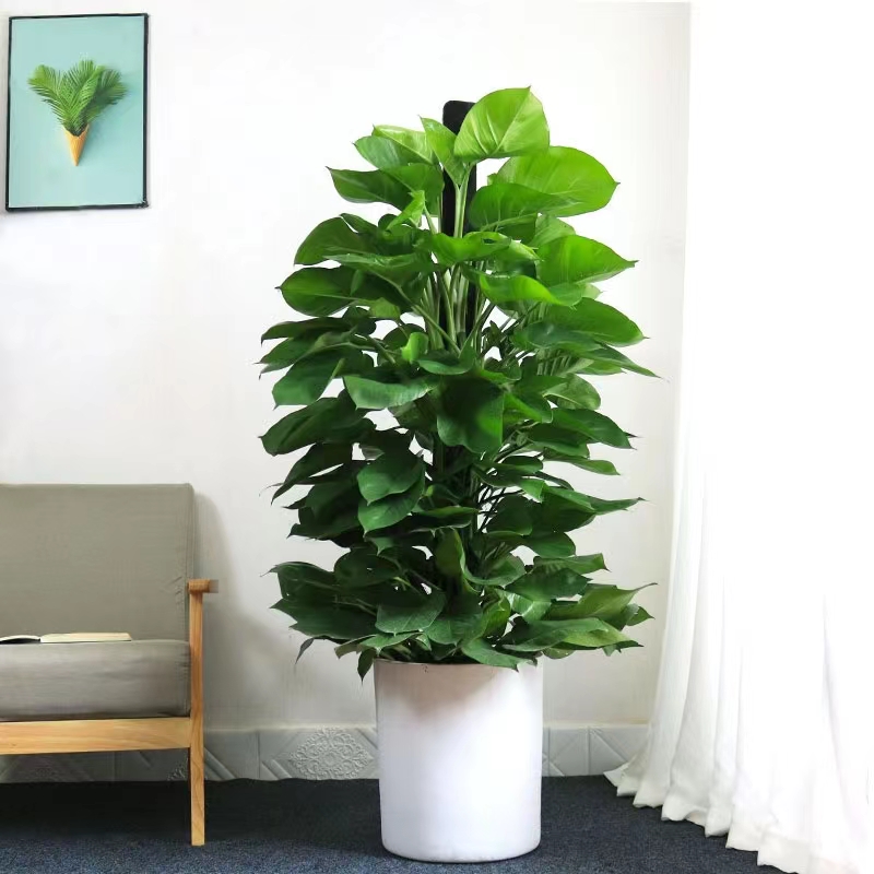 大型绿植室内客厅办公室盆栽大叶长藤绿萝柱除甲醛净化空气好养活