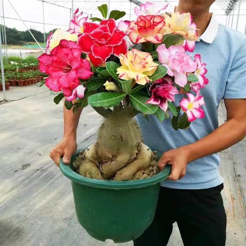 沙漠玫瑰花苗盆栽带花苞多肉植物老桩室内外绿植盆景四季开花客厅