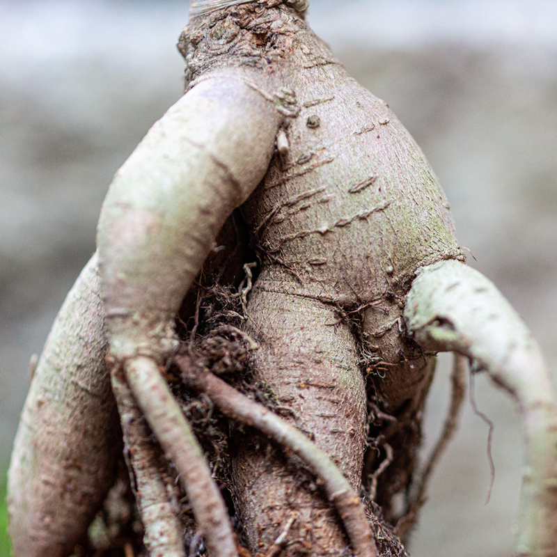 榕树造型盆景室内阳台客厅办公室茶几桌面好养植物人参榕盆栽绿植