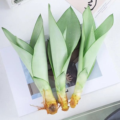 白玉虎皮兰水培植物办公室内桌面绿植客厅小盆栽精品水养大颗好养