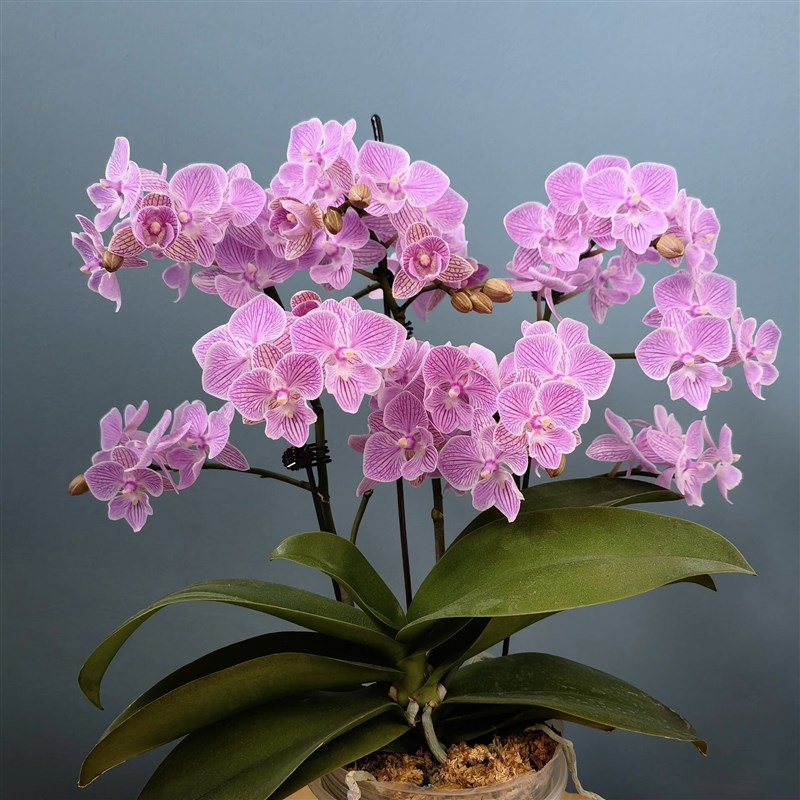 MP319樱花大舌头蝴蝶兰3.0寸杯带花箭苗中小花型丰花对版洋兰