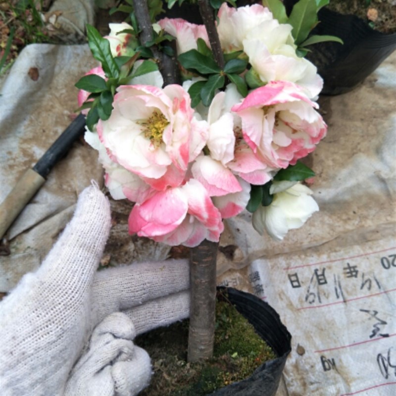 铁杆海棠花苗盆景老桩树苗庭院带花苞发货四季海棠花盆栽耐寒花卉