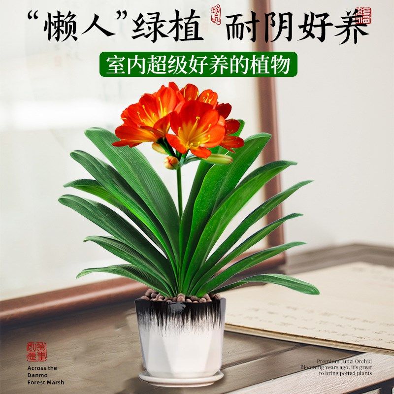 君子兰盆栽带花苞红色君子兰花客厅花卉绿植四季易活室内植物盆景