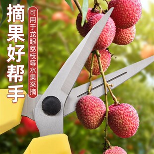 修枝剪 摘果剪刀 SK5不锈钢果树摘荔枝专用剪枝神器 锋利省力弹簧