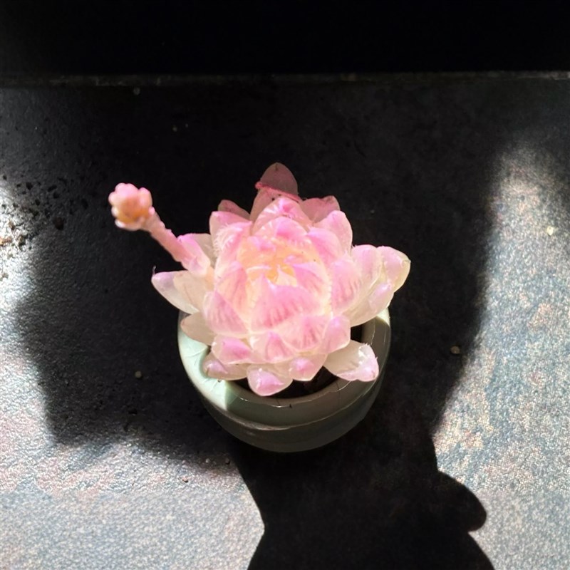 小老桩粉色多肉精品超萌名贵稀有拇指盆迷你盆栽带盆多肉植物盆栽