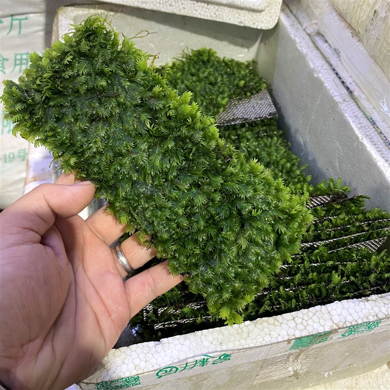 阴性水草凤尾莫斯鱼缸造景新手懒人水草