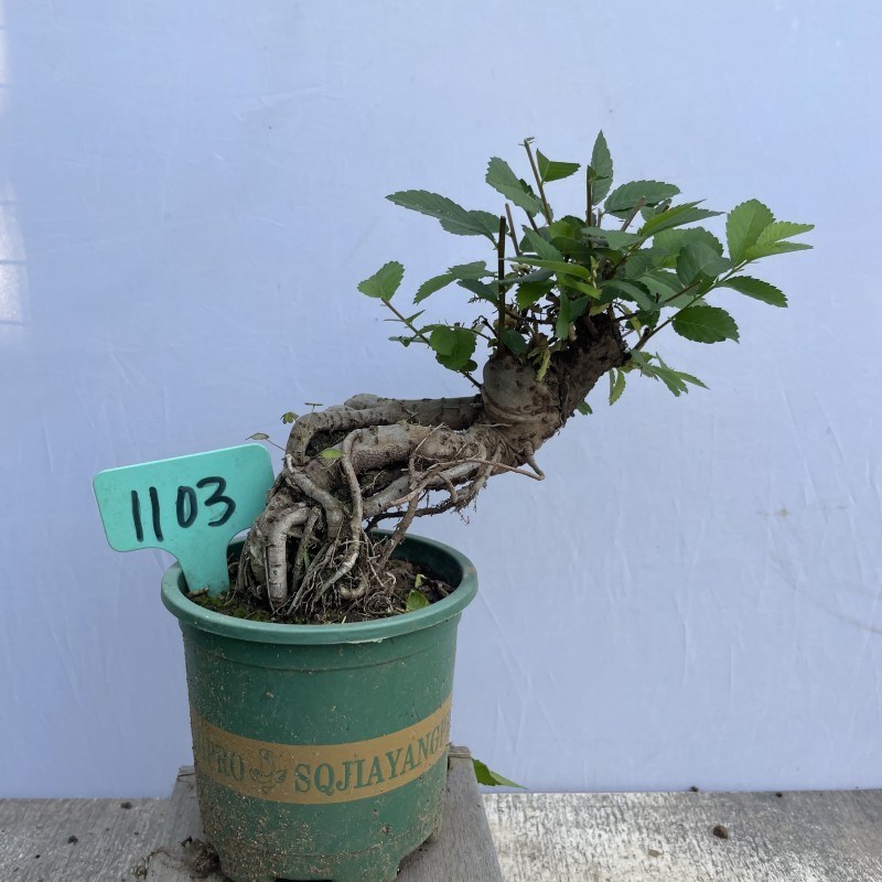 榆树盆景造型春榆盆栽家居喜阳植物阳台绿植庭院景观树桩一物一拍