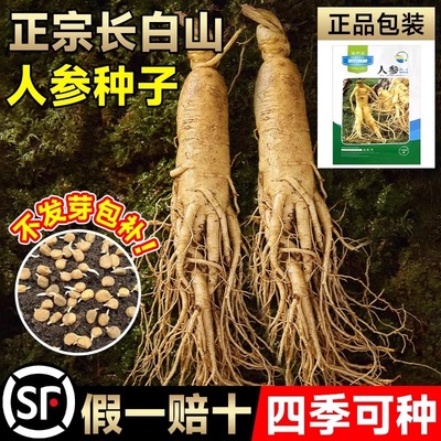 长白山人参种子四季易种植东北野山参籽草本中草药材秧苗盆栽种孑