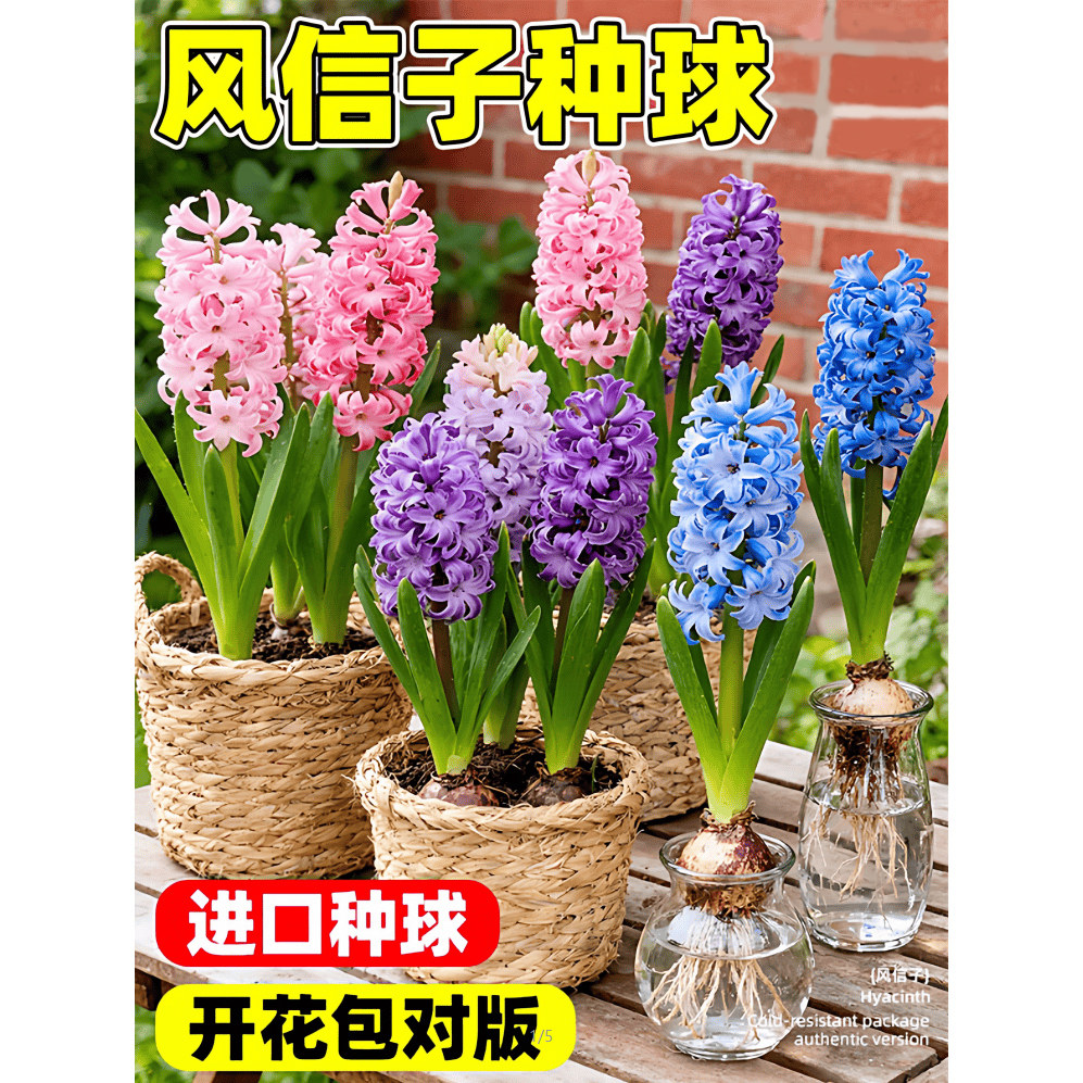 进口风信子种球水养土培冬季水培带芽耐寒易活花卉盆栽植物室内花