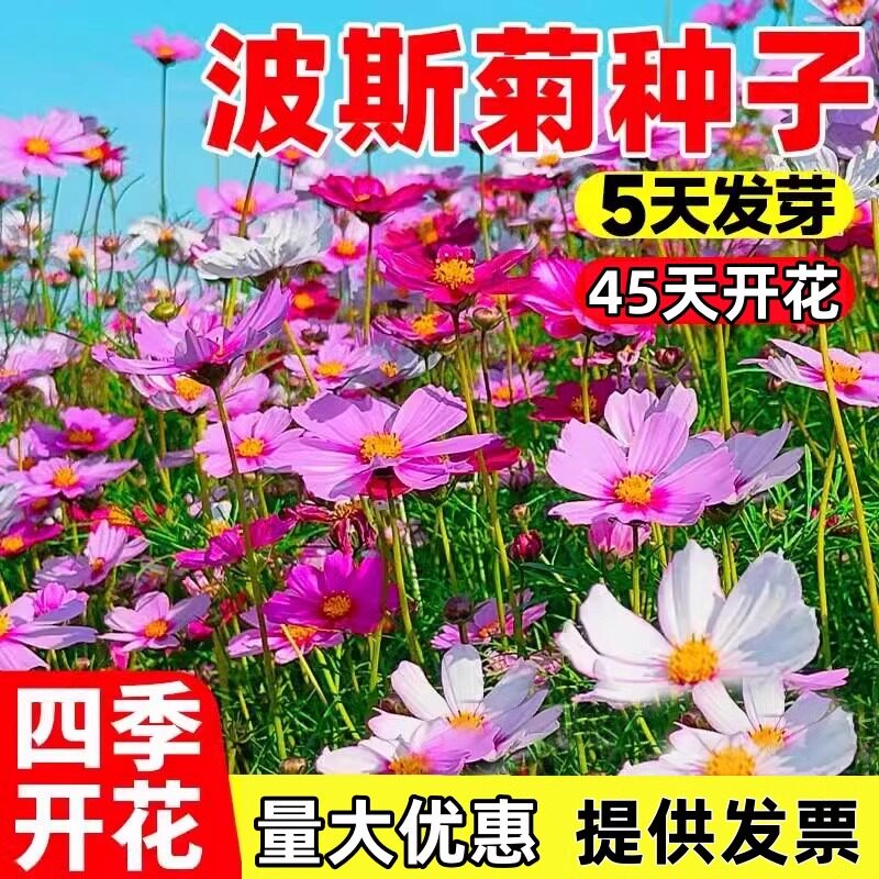 波斯菊花种子格桑花种籽子七彩四家庭园艺种子