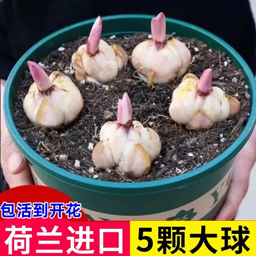 进口香水百合种球四季室内外阳台多头带牙百合耐寒好养重瓣种植