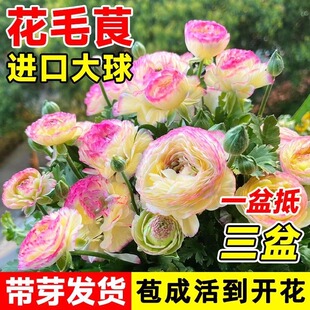 进口花毛茛种球重瓣洋牡丹花苗室内室外四季开花盆栽种子带牙根块