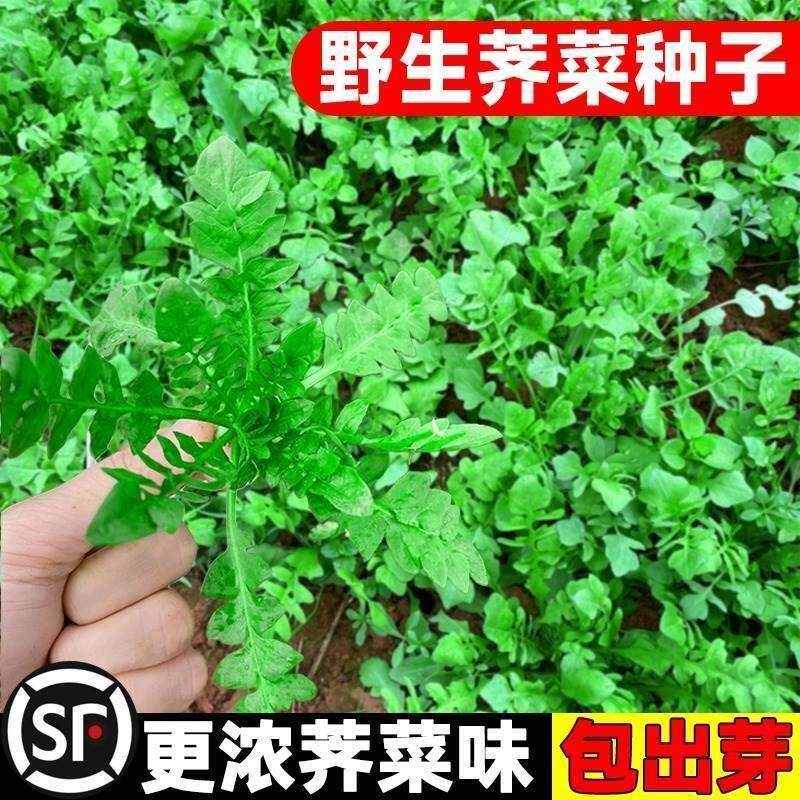荠荠菜种子农家纯野生四