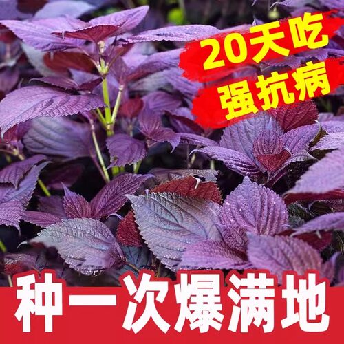 紫苏种籽大叶紫苏种子孑可食用双面紫苏阳台盆栽蔬菜籽种四季苏子