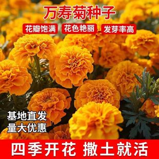 万寿菊种子四季开花易活臭芙蓉花种籽子孔雀草花种子重瓣万寿菊孑