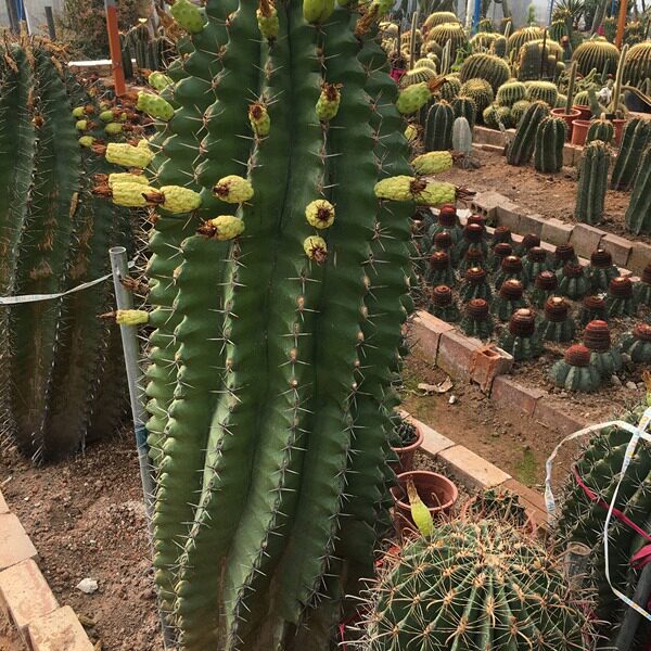 常年开花仙人球 巨鹫玉于钩刺沙生植物苗木基地 大型造景沙生植物