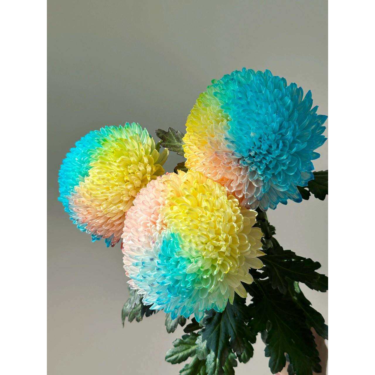七彩牡丹菊鲜花彩色牡丹花超长待机家用水培切花吸色蓝色黄色鲜花