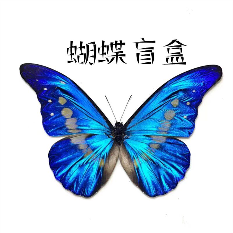 速发闪蝶原蝶标本惊喜礼物原蝶教学实验用具
