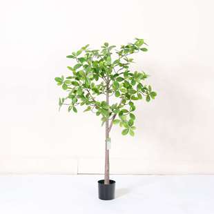 仿真绿植福禄桐树落地盆栽室内客厅装饰摆件酒店橱窗造景摄影道具