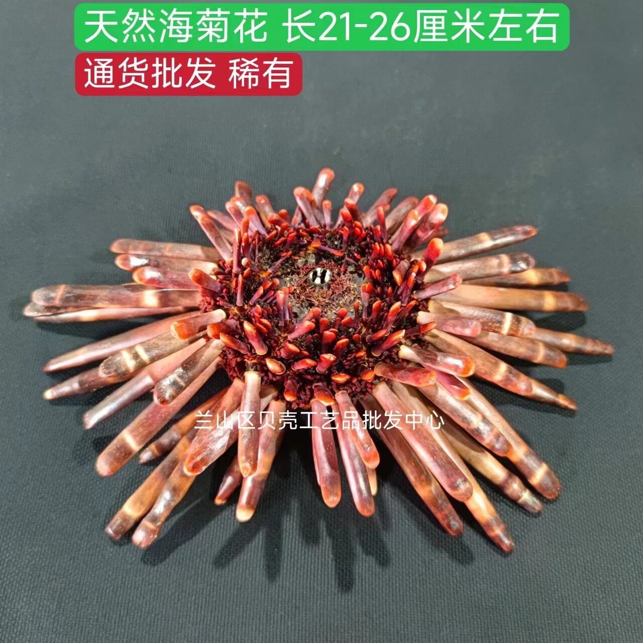 海葵花 天然21-26厘米海洋风情装饰高档场所房间创意摆件观赏收藏