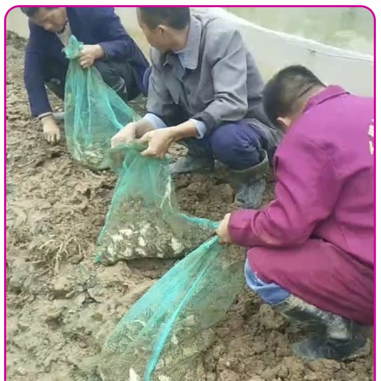 装青蛙带抽绳袋子柔软透气纱网袋林蛙收纳袋塑料尼龙编织袋批发