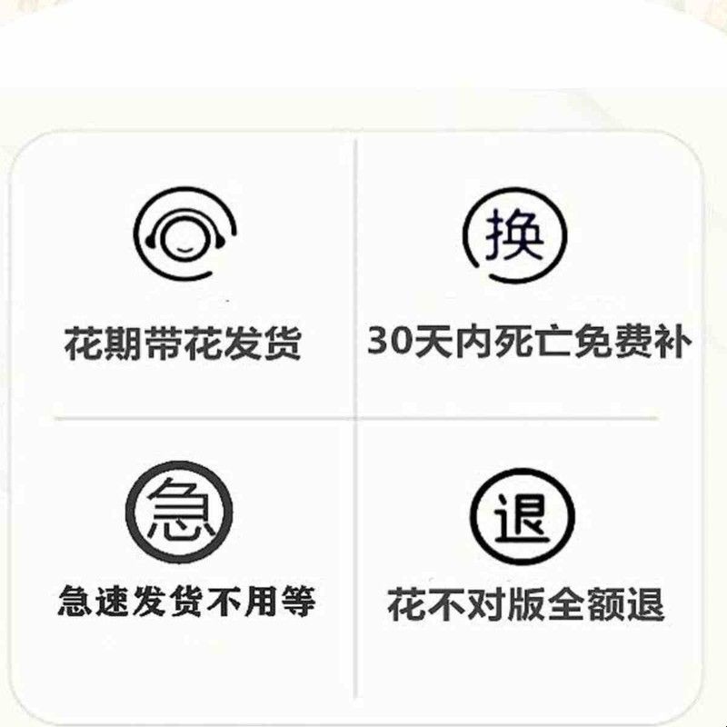 切花小乔 绿色渐变淡黄花朵月季花苗四季开别墅花卉玫瑰盆栽天狼