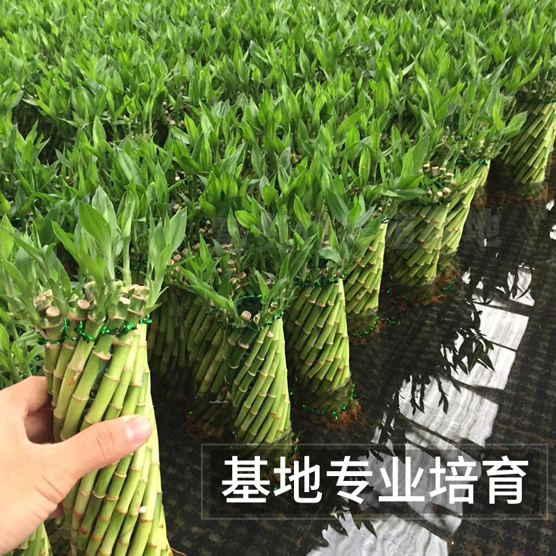 圆筒型富贵竹带根艺术造型编织盆栽水养植物招财转运创意花卉客