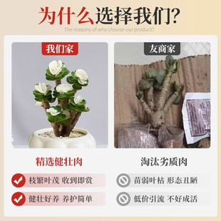 金钱木多肉植物绿植室内小盆栽组合招财玉锦老桩花卉客厅桌面好养