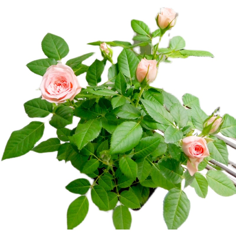 月季花微型玫瑰花盆景阳台庭院花卉盆栽四季开花好养活多色月季苗