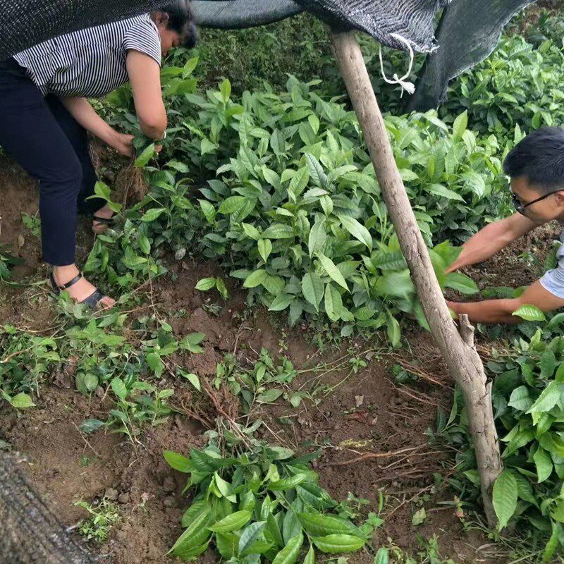 乔木云南冰岛昔归班章大叶种茶苗普洱茶树苗大叶茶苗茶树盆栽盆景