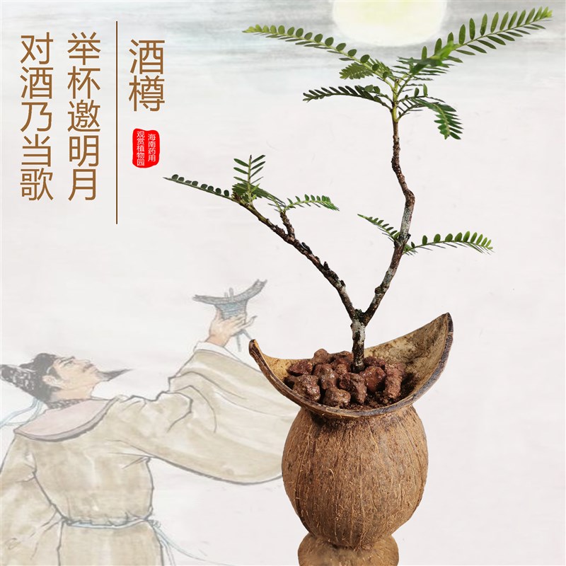 海岛叶下珠椰壳盆景造型美观四季常绿室内客厅书房好养盆栽绿植物