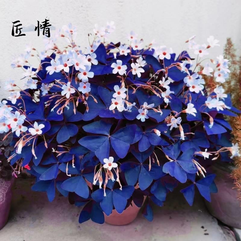 三叶草老桩小盆景酢浆花