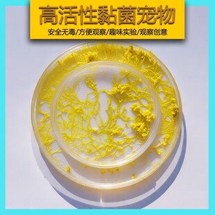 菌核菌种黏菌史莱姆粘菌宠物好养活体多头刚丝绒泡菌超小型微生物